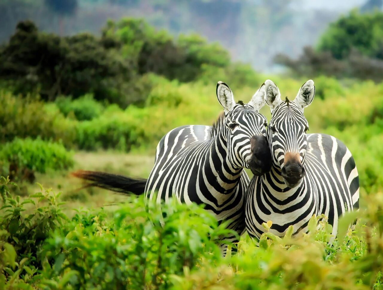 Two zebras in vibrant greenery showcasing African wildlife in their natural habitat.