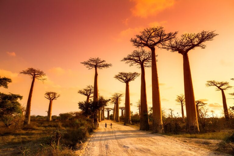 Apus pe aleea baobabilor din Madagascar