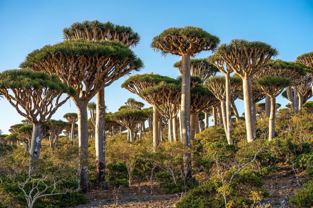 Arborele endemic Sangele Dragonului