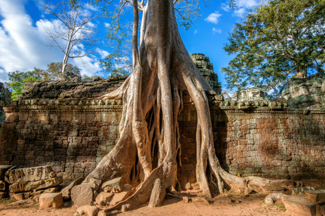 Cambogia