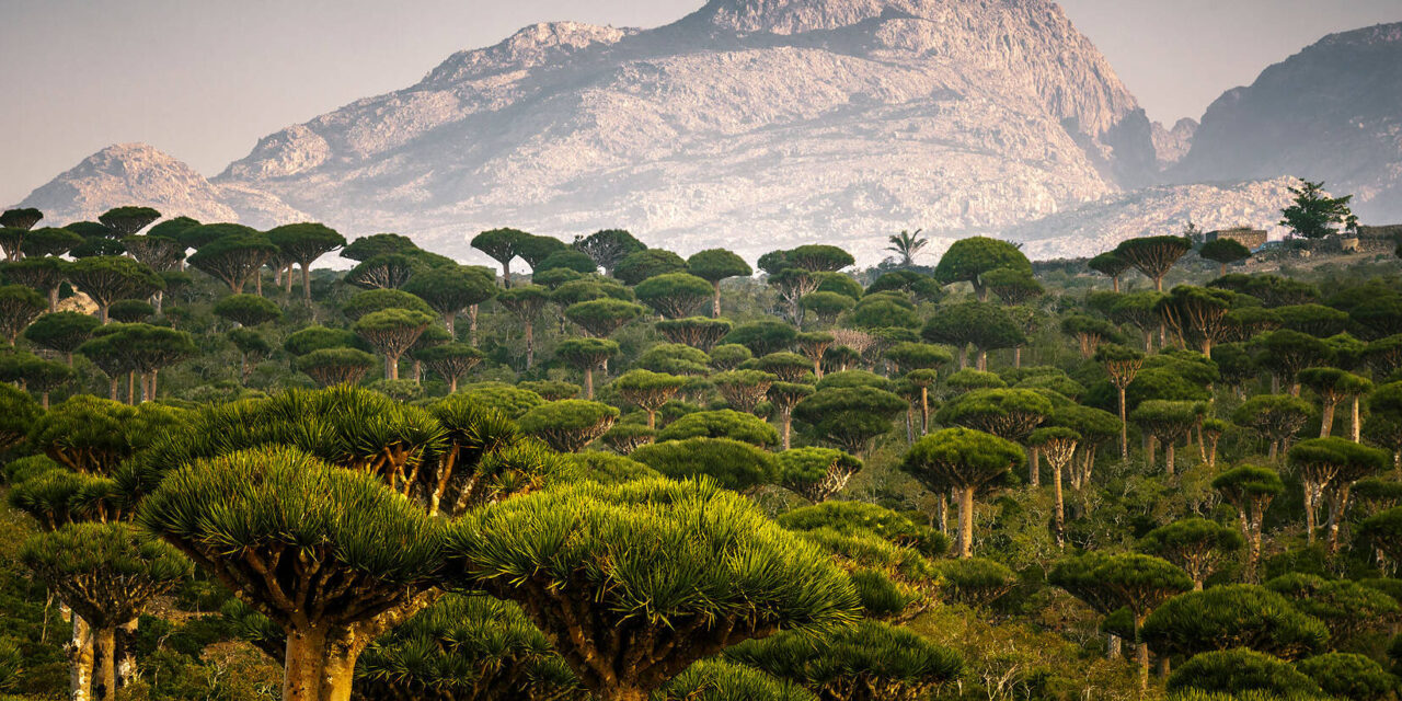 SOCOTRA, O CĂLĂTORIE ÎNTR-O ALTĂ LUME: 11 zile într-una dintre cele mai neobișnuite insule ale planetei