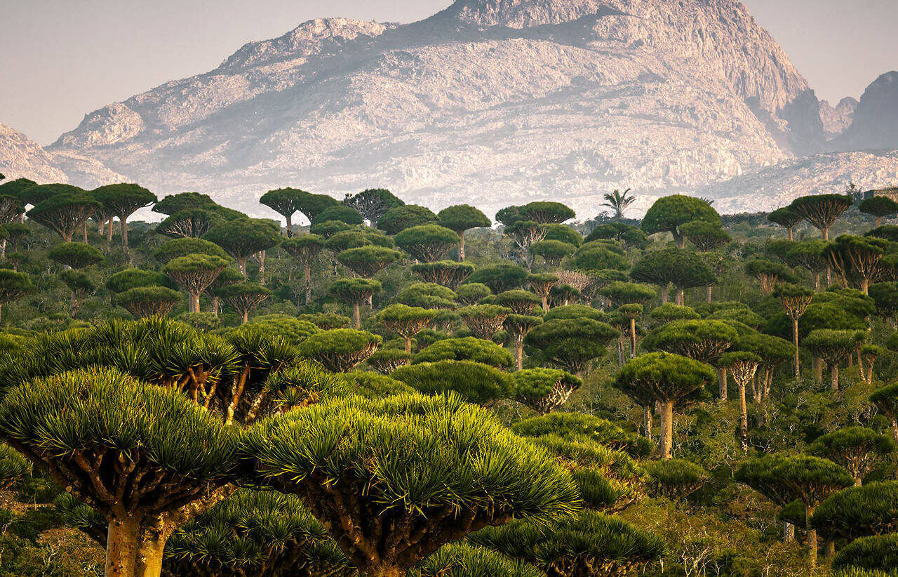 SOCOTRA, O CĂLĂTORIE ÎNTR-O ALTĂ LUME: 11 zile într-una dintre cele mai neobișnuite insule ale planetei