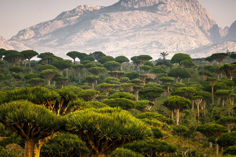 SOCOTRA, O CĂLĂTORIE ÎNTR-O ALTĂ LUME: 11 zile într-una dintre cele mai neobișnuite insule ale planetei